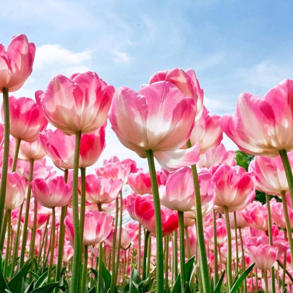 Gap Red Polka Dot Mini Skirt Women's Size Small 100% Rayon NWOT - Picture 13 of 13